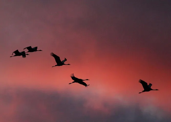 Appartamento Strandrose